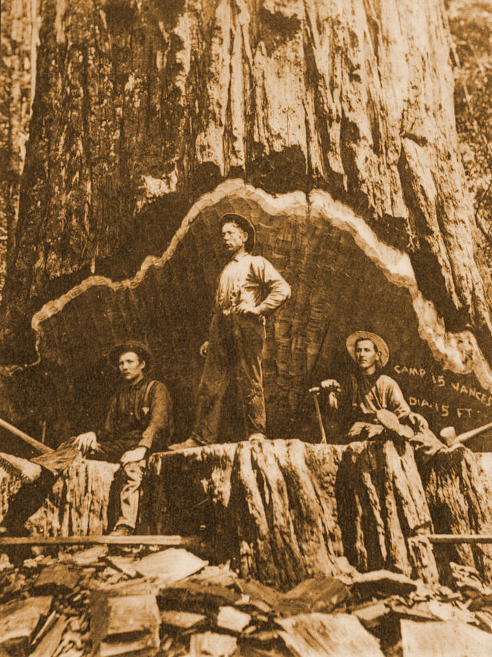 H_Brochure_redwood-logging